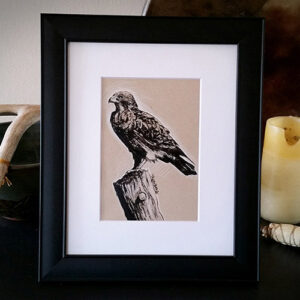 'Hawk' Matted Display Print